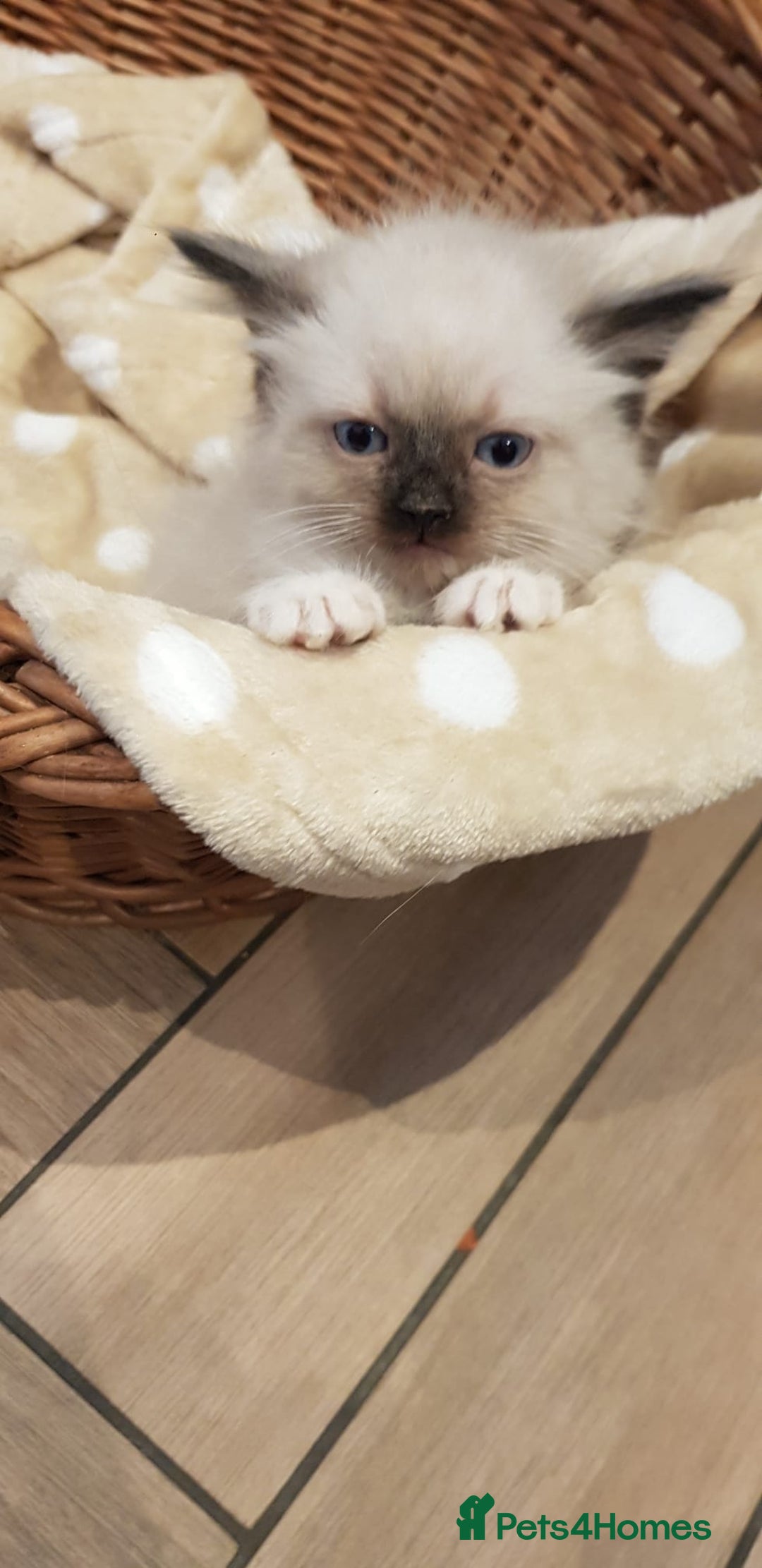 Siberian cats for sale: Hypoallergenic Siberian Neva Masquerade kittens. - Image 11
