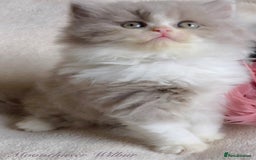 British Longhair cats for sale: Stunning British Longhair Boys TICA Registered - Image 6