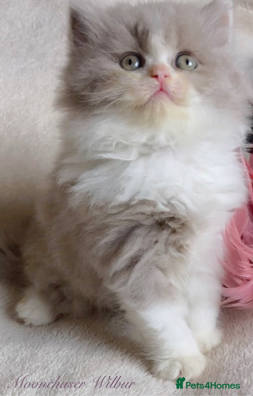 British Longhair cats for sale: Stunning British Longhair Boys TICA Registered - Image 6