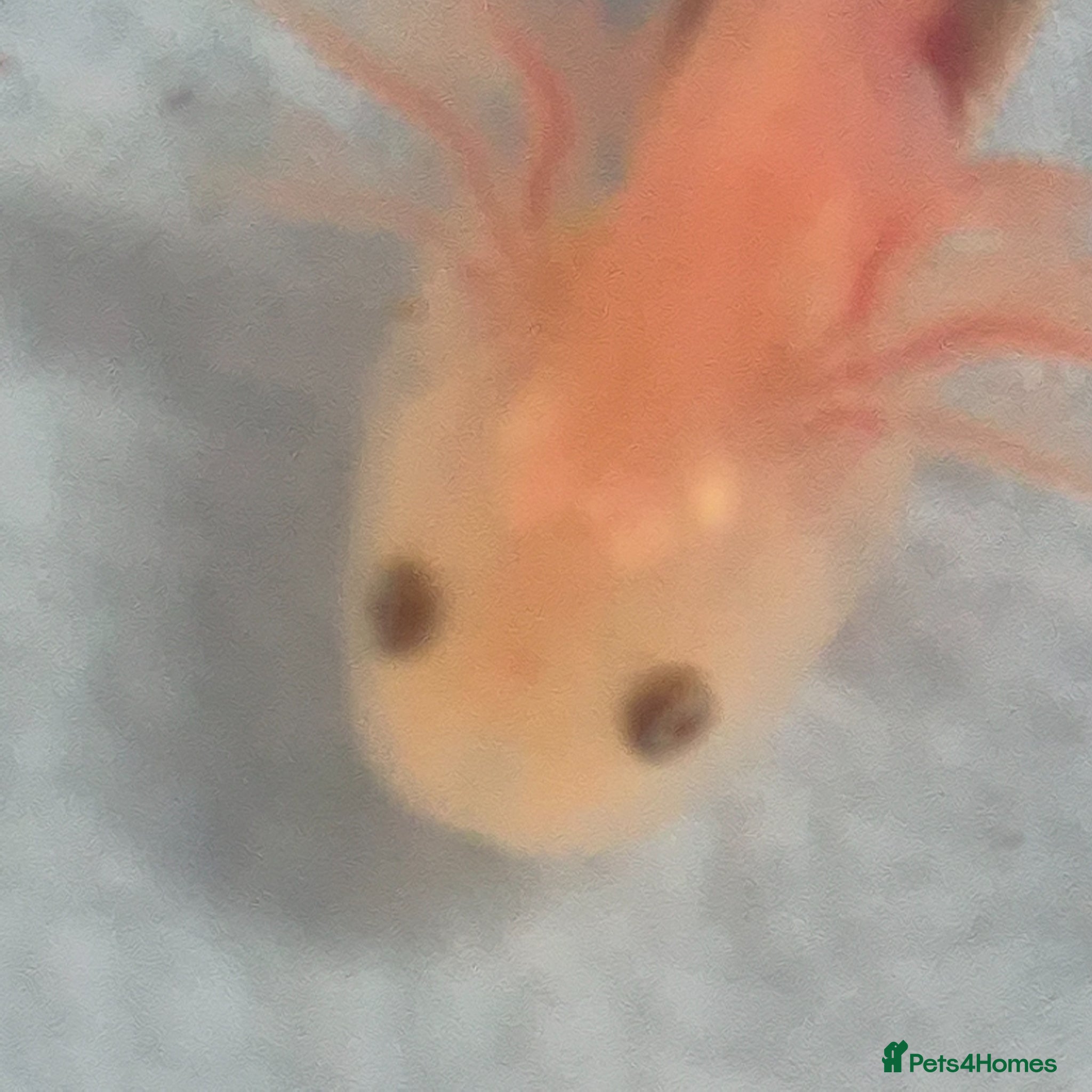 Axolotl reptiles Beutiful Lucianic Albino Babiee - Advert 2