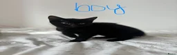 Mixed Breed cats for sale: 🐾 Beautiful Kittens Looking for Forever Homes 🐾 - Advert 11