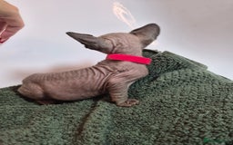 Sphynx cats for sale: Sphynx kittens  - Image 9