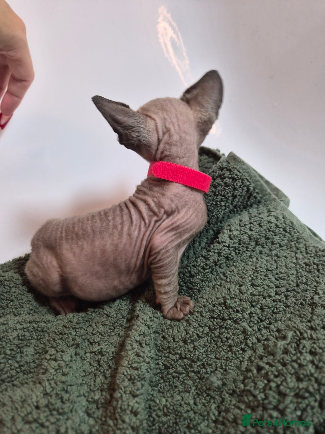 Sphynx cats for sale: Sphynx kittens  - Image 9