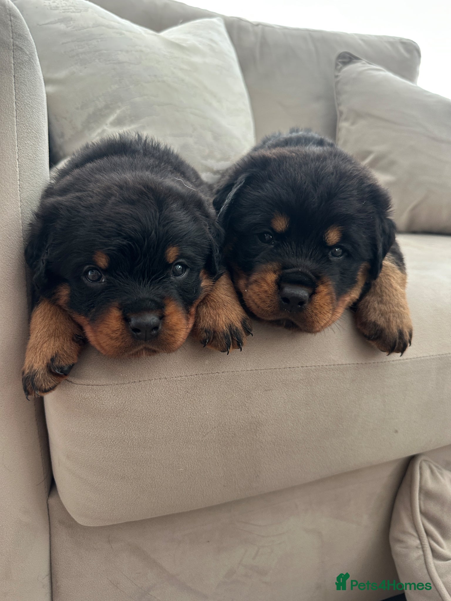 Rottweiler dogs OUTSTANDING QUALITY GERMAN ROTTWEILER PUPPIES  - Advert 1