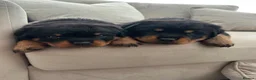 Rottweiler dogs for sale: OUTSTANDING QUALITY GERMAN ROTTWEILER PUPPIES  - Advert 14