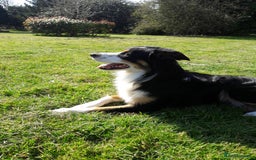 Border Collie dogs for stud: Boris/ 2.5 years old/ KC/ISDS member/Tricolor. - Image 6