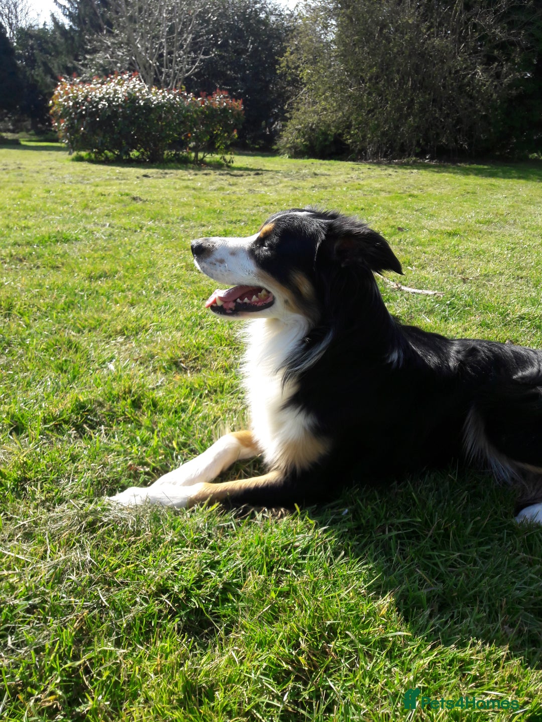 Border Collie dogs for stud: Boris/ 2.5 years old/ KC/ISDS member/Tricolor. - Image 6