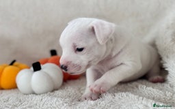 Jack Russell dogs for sale: Smooth coated tan and white jack russels  - Image 8