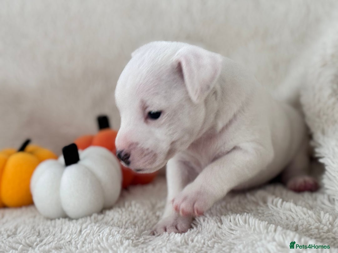 Jack Russell dogs for sale: Smooth coated tan and white jack russels  - Image 8