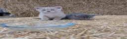 Mixed Breed cats for sale: 2 male farm kittens  in Stranraer - Advert 2