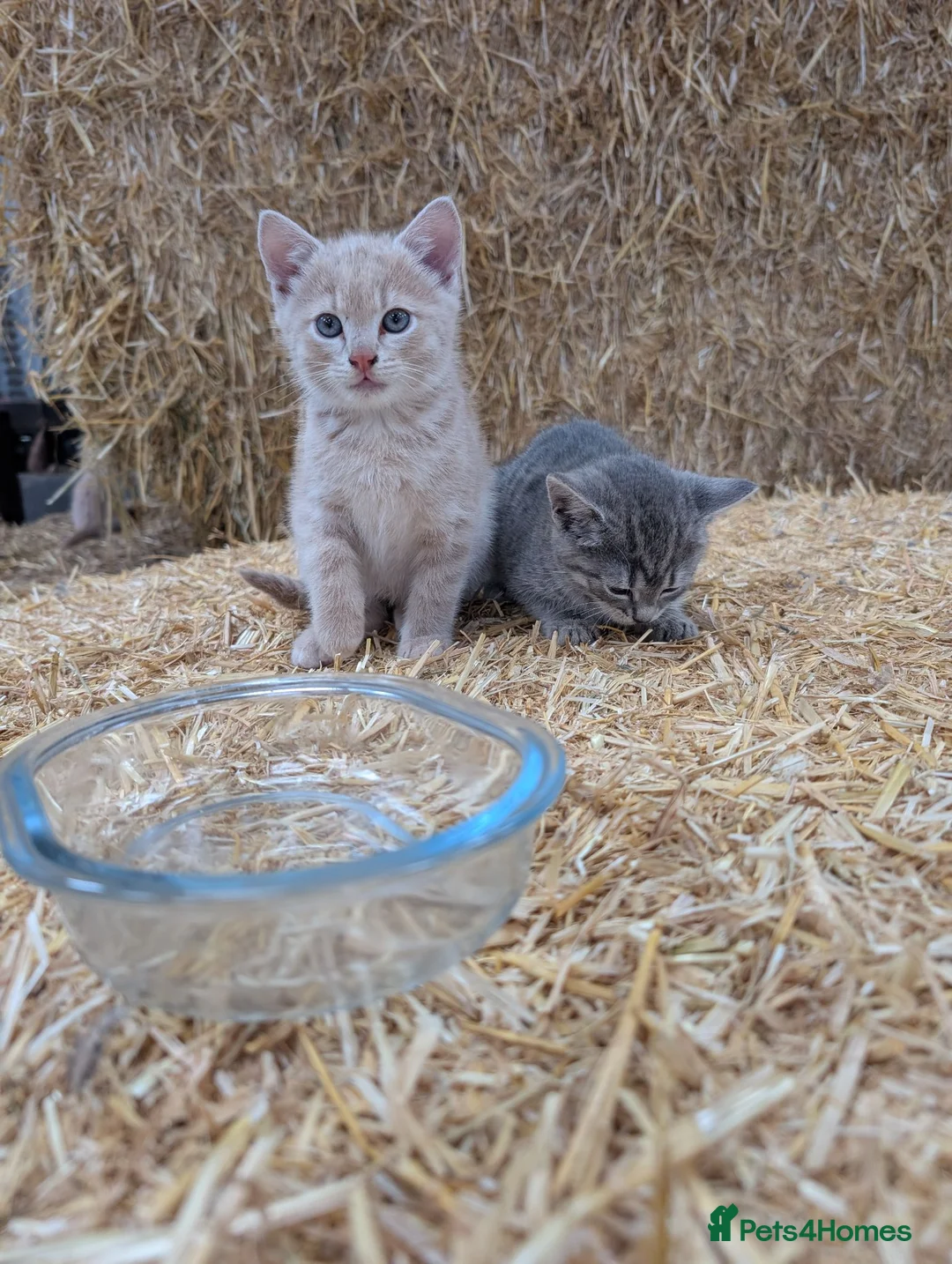 Mixed Breed cats for sale: 2 male farm kittens  in Stranraer - Advert 2