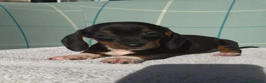 Miniature Dachshund Puppy 3