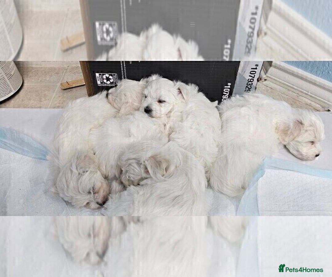 Maltese dogs for sale: Just a boy and a girl left  - Advert 4