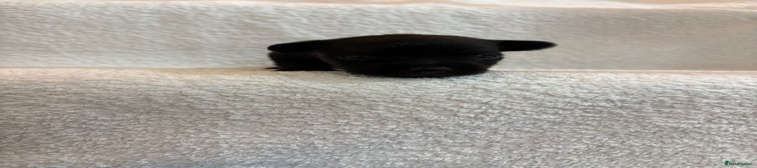 Yorkshire Terrier Puppy 5