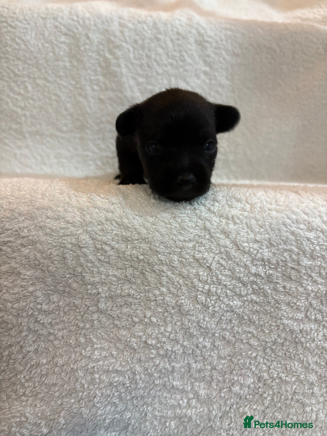 Yorkshire Terrier dogs for sale: Yorkshire terrier, terrier cross puppies - Advert 11