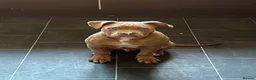 Mixed Breed dogs for sale: Beautiful staffy x old English bulldog - Advert 5