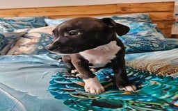 Staffordshire Bull Terrier dogs for sale: RARE CLASSIC MARKINGS - Image 3