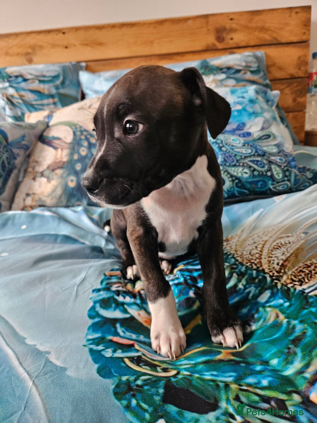 Staffordshire Bull Terrier dogs for sale: RARE CLASSIC MARKINGS - Image 3