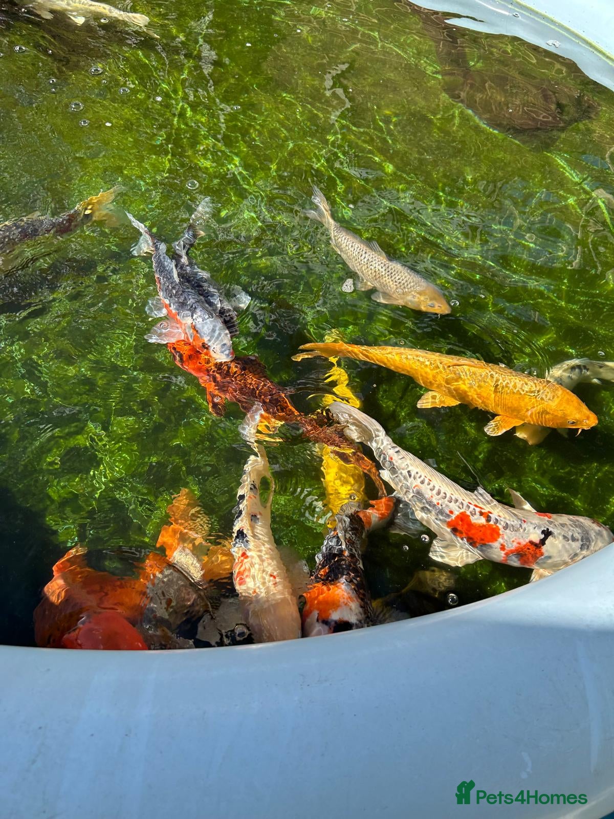 Koi Carp fish Koi Carp - Advert 2