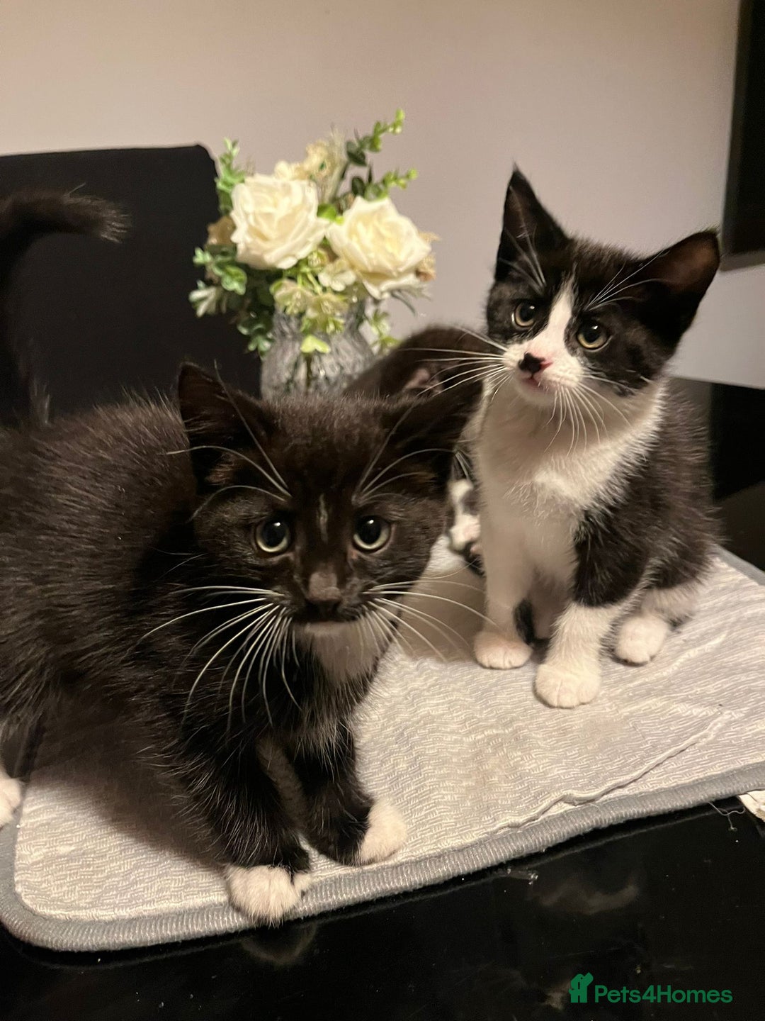 Domestic Shorthair cats for sale: Beautiful Black & White Kittens - Advert 4