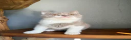 British Shorthair cats for sale: TICA British Shorthair  - Advert 6