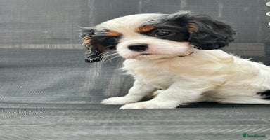 Cavalier King Charles Spaniel dogs - Advert 14