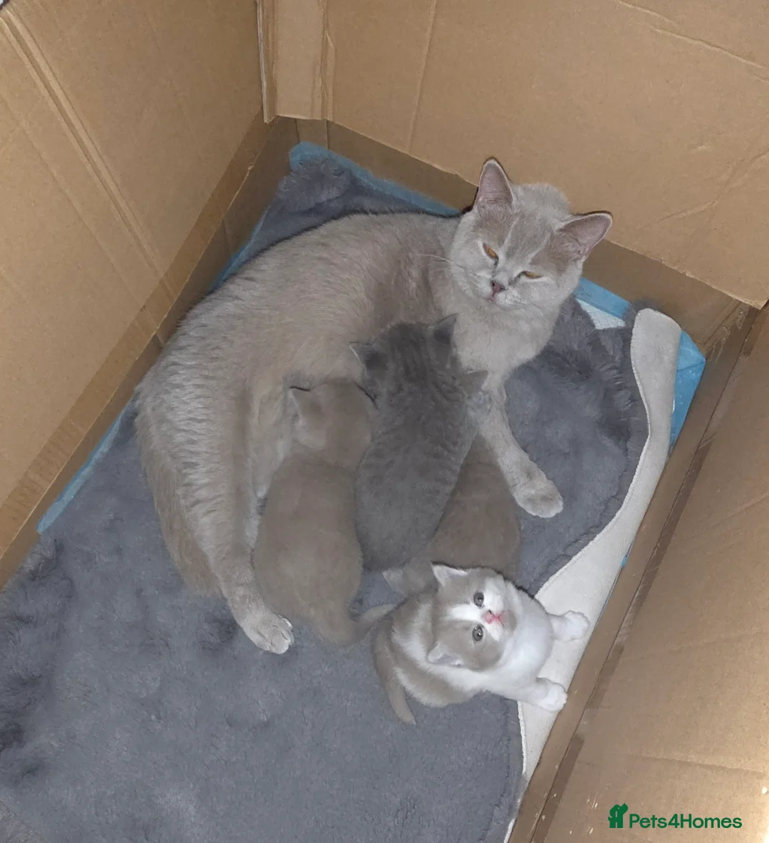 British Shorthair cats for sale: BSH kittens  - Advert 2