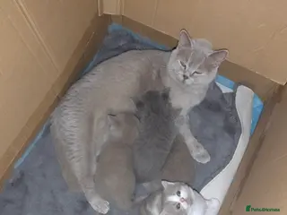 British Shorthair cats BSH kittens - Advert 2