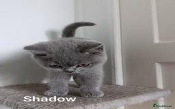 British Shorthair cats for sale: Blue British Shorthair kittens - Image 6