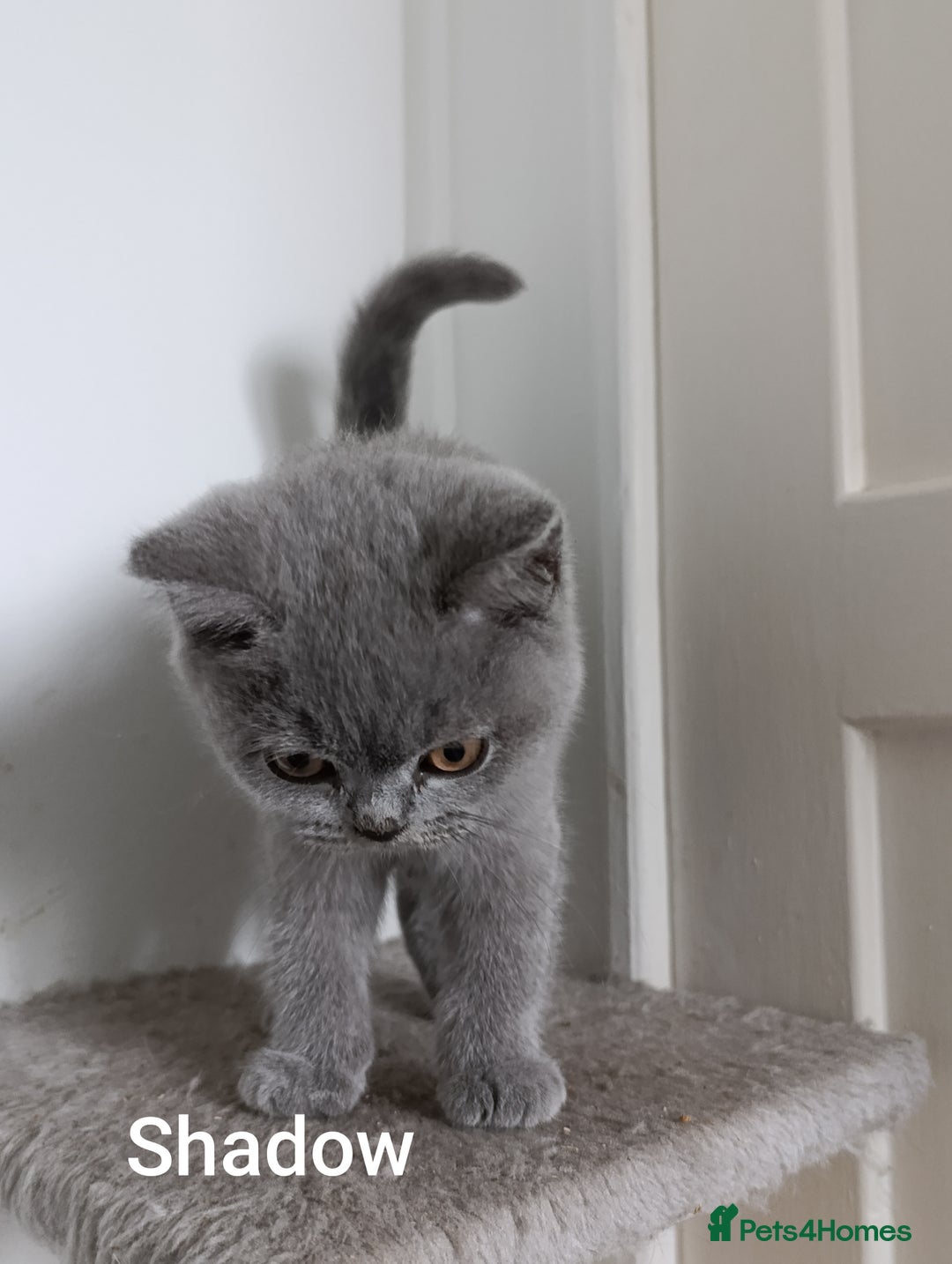 British Shorthair cats for sale: Blue British Shorthair kittens - Image 6