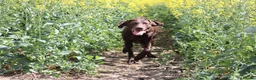 German Shorthaired Pointer dogs for sale: Beautiful KC GSP Puppies - Advert 7