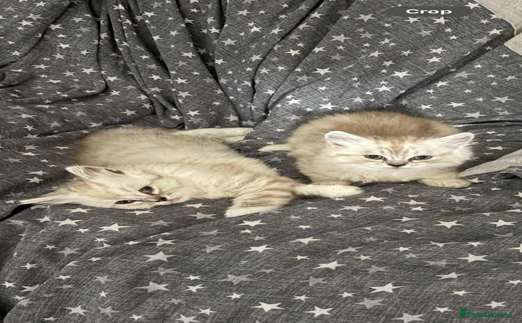 RagaMuffin cats - Advert 5