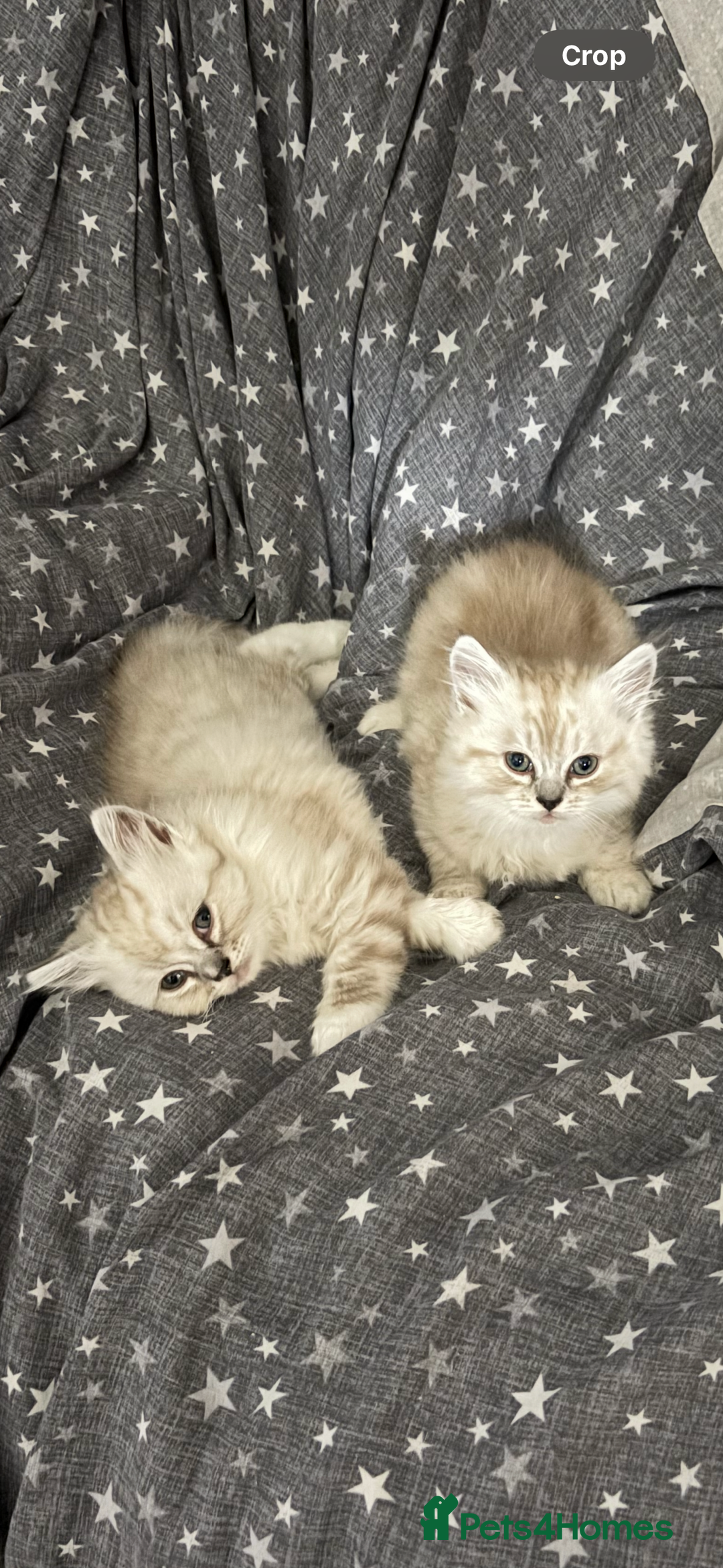 RagaMuffin cats for sale: Ragamuffin kittens - Image 1