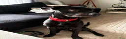 Mixed Breed dogs for sale: male labrador cross - Advert 3