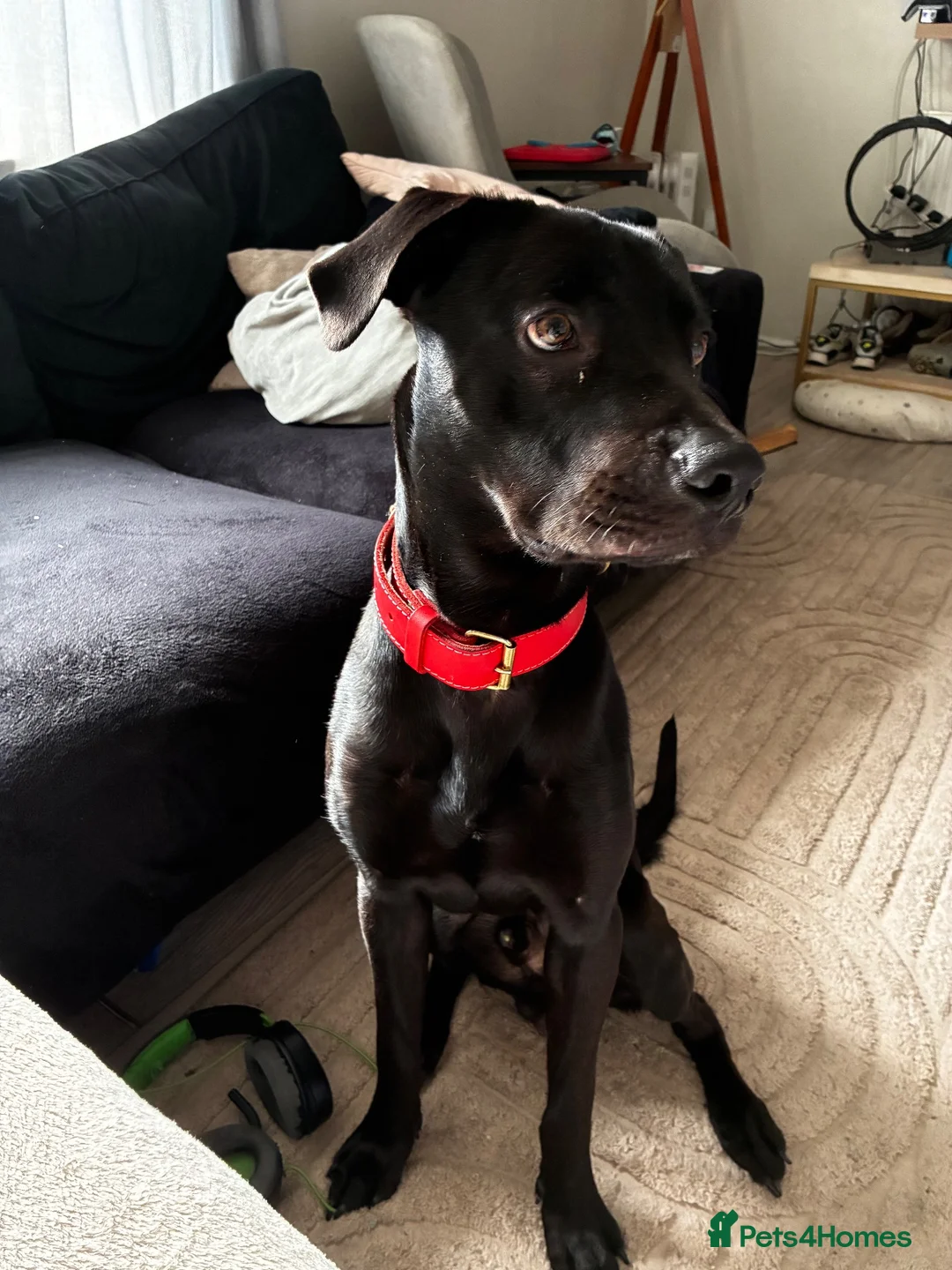 Mixed Breed dogs for sale: male labrador cross - Advert 3