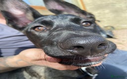 Mixed Breed dogs for sale: Staffy x Akita x ridgeback Girl  - Image 10