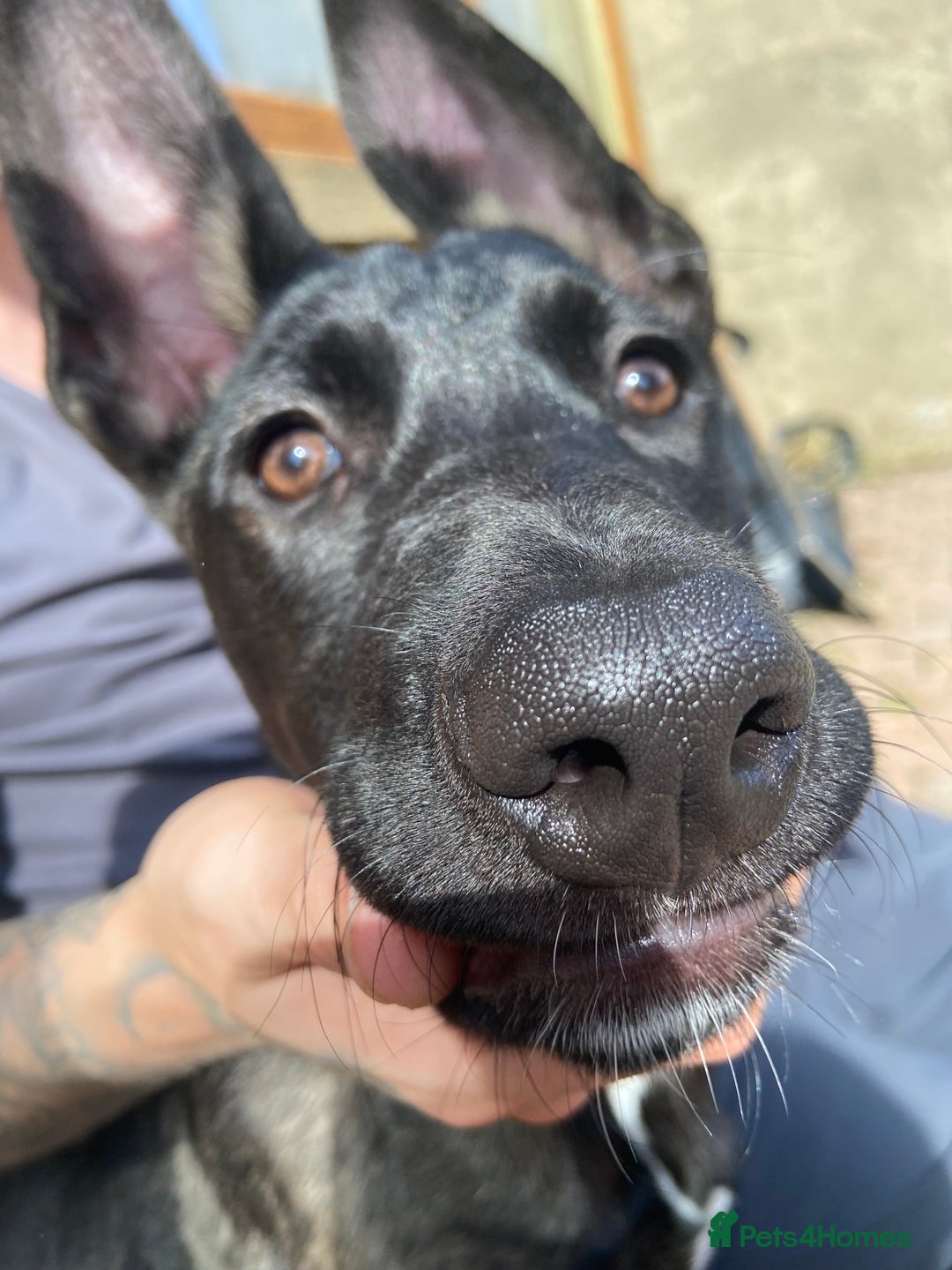 Mixed Breed dogs for sale: Staffy x Akita x ridgeback Girl  - Image 10