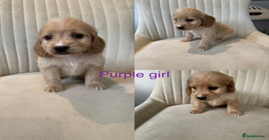 Cockapoo dogs - Advert 4