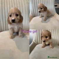 Cockapoo dogs - Advert 4