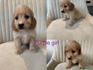 Cockapoo dogs - Advert 30