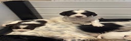 English Springer Spaniel dogs for sale: One last B/W Springer Dog Puppy available.  - Advert 12