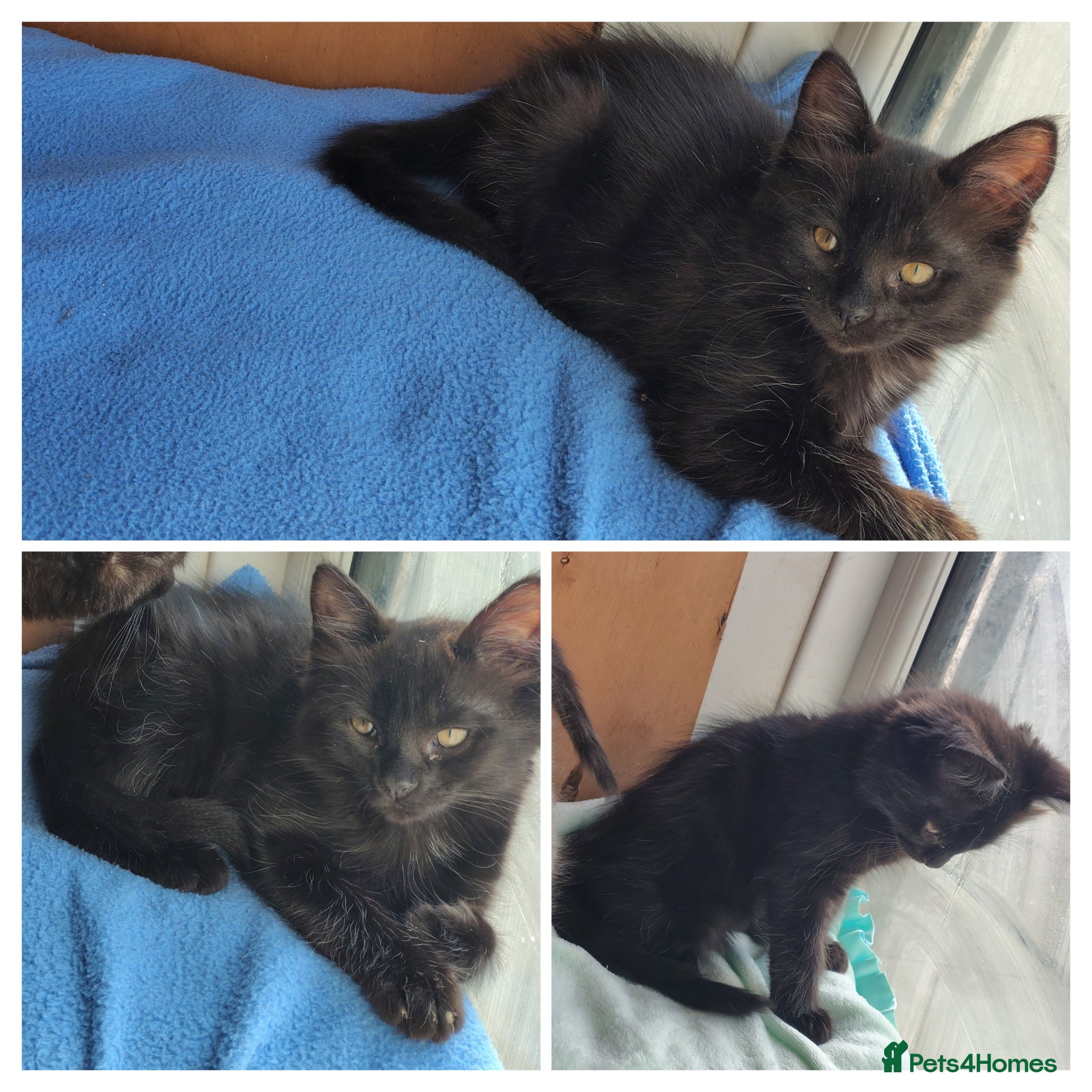 Mixed Breed cats ONLY 1 blackish boy left now - £300 - Advert 1