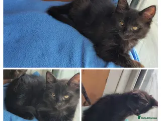 Mixed Breed cats ONLY 1 blackish boy left now - £300 - Advert 2