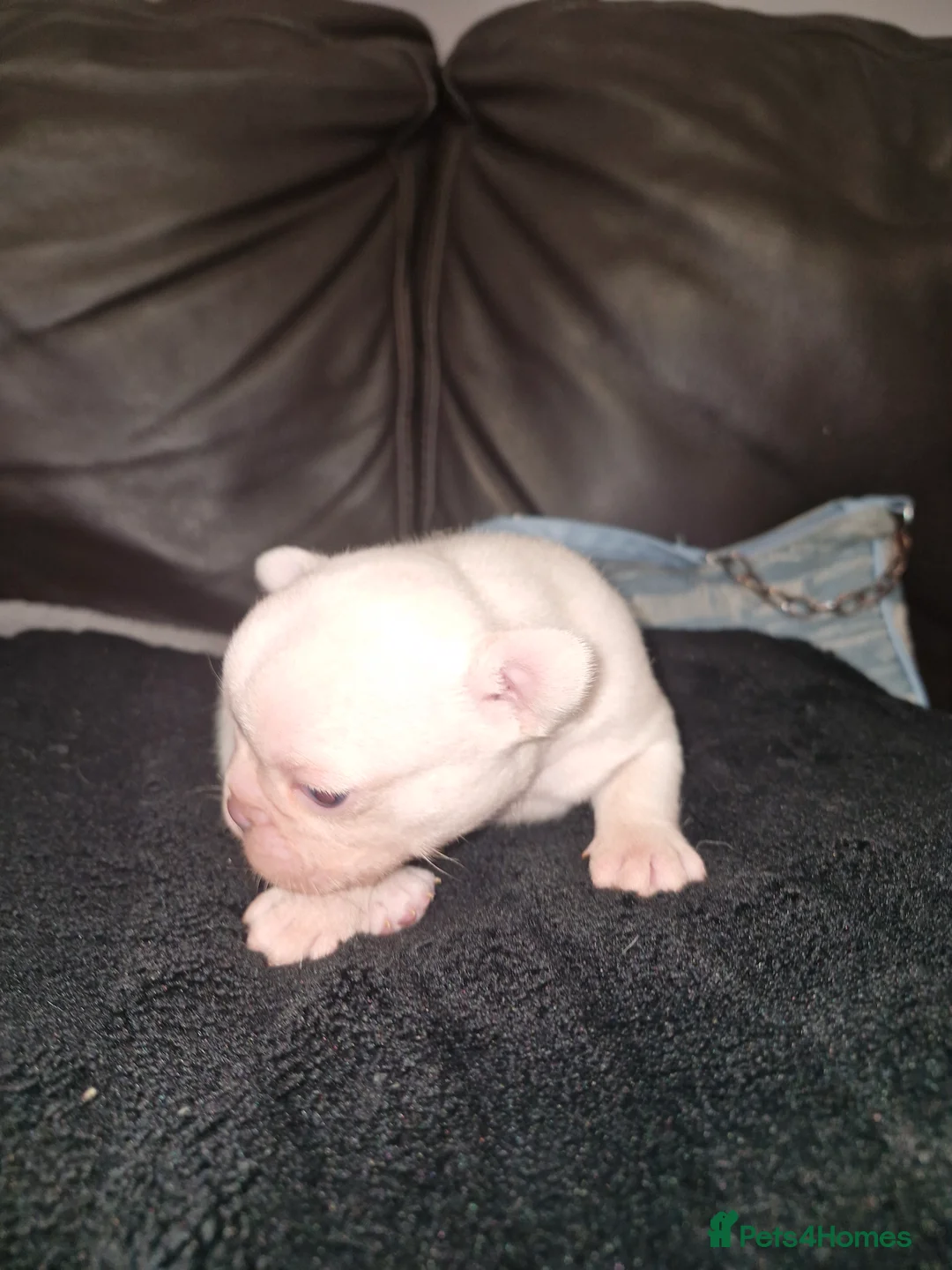 French Bulldog dogs for sale: French bulldog puppies - Advert 3