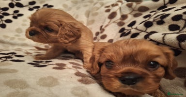 Cavalier King Charles Spaniel dogs - Advert 5