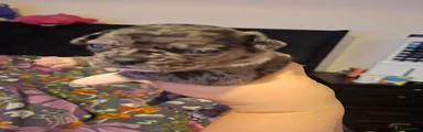 Frug 3