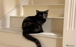 Mixed Breed cats for sale: Mixed, tortoise shell, ragdoll kittens - Advert 5