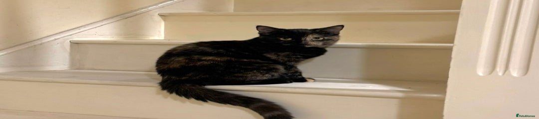 Mixed Breed Kitten 1