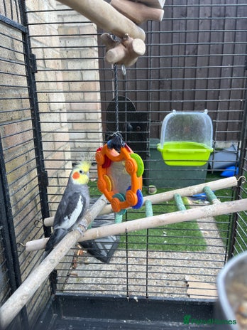 Cockatiels birds - Advert 11