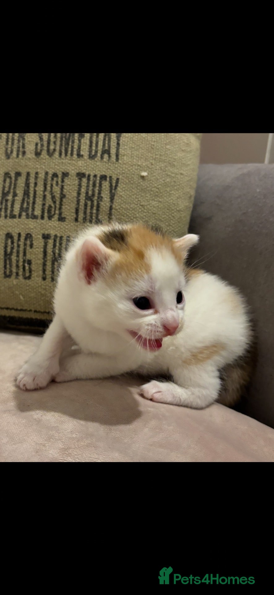 Mixed Breed cats Kittens stunning mainecoonbengal 4 left ❤️ - Advert 2